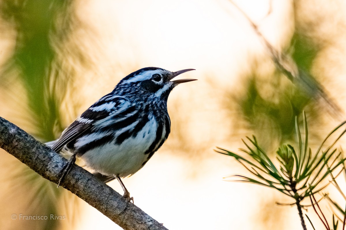 Black-and-white Warbler - ML470315561