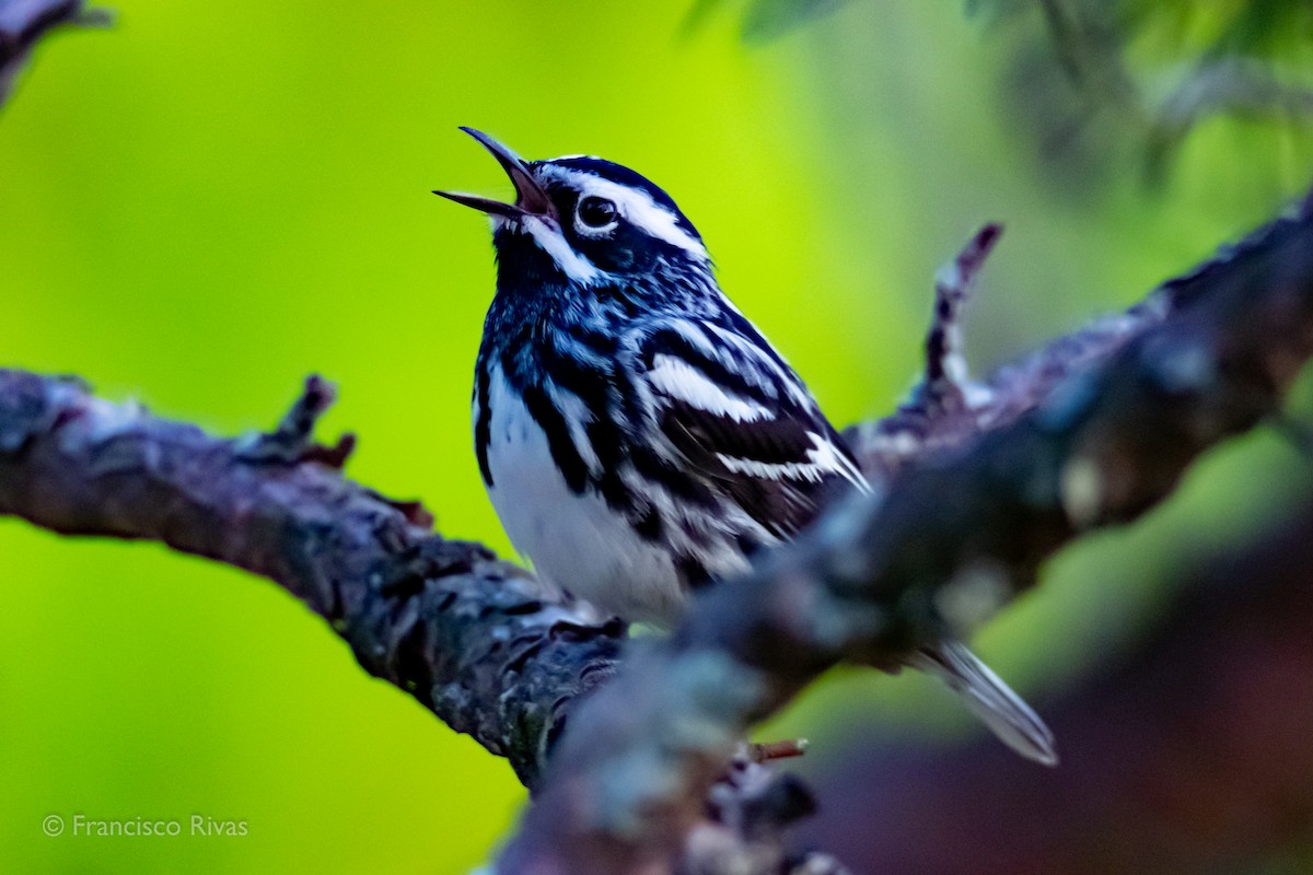 Black-and-white Warbler - ML470315601