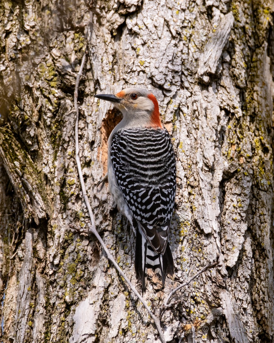 Red-bellied Woodpecker - ML470319081
