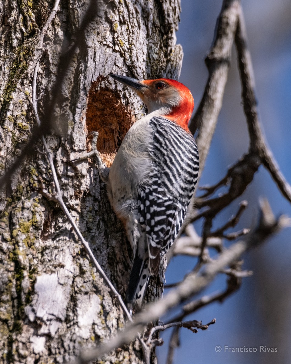 Red-bellied Woodpecker - ML470319091