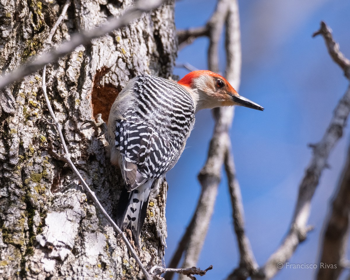 Red-bellied Woodpecker - ML470319171
