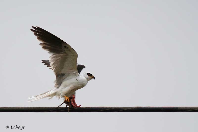 White-tailed Kite - ML47031921
