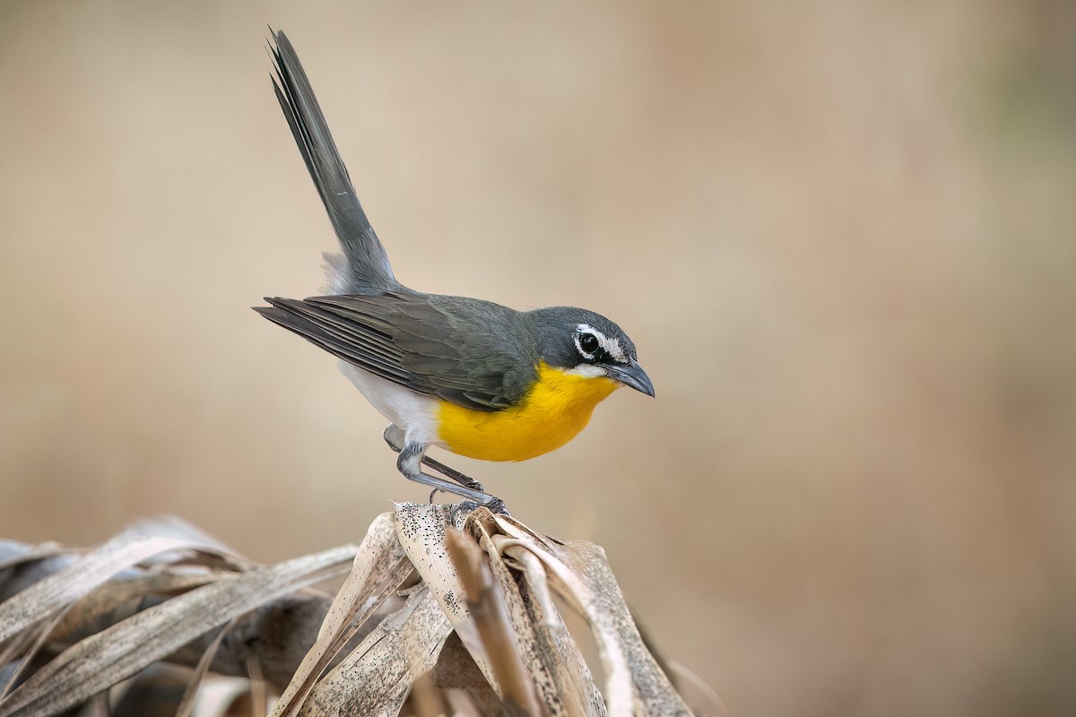 Yellow-breasted Chat - Shawn Cooper