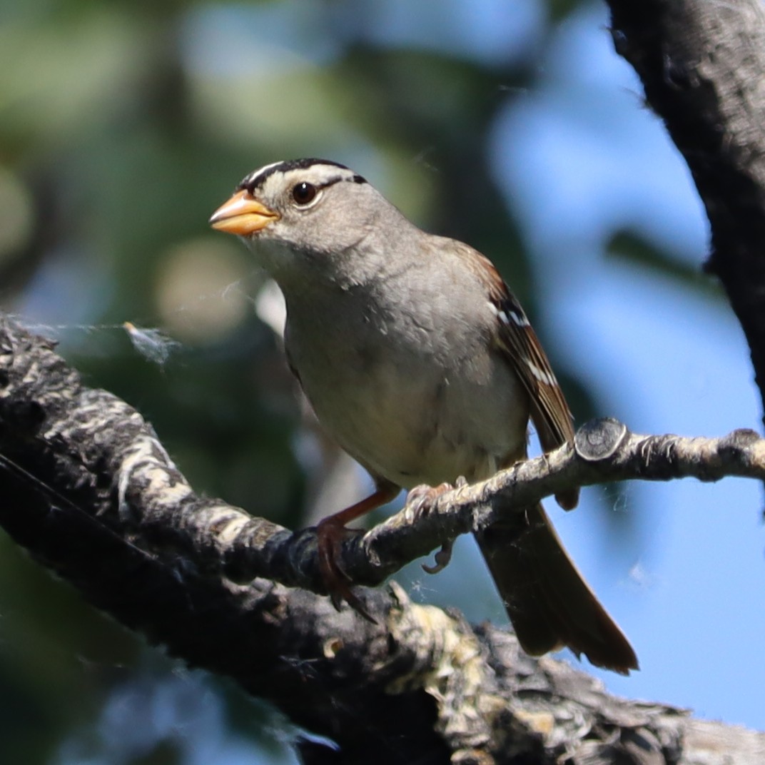 White-crowned Sparrow - Ben Freeman