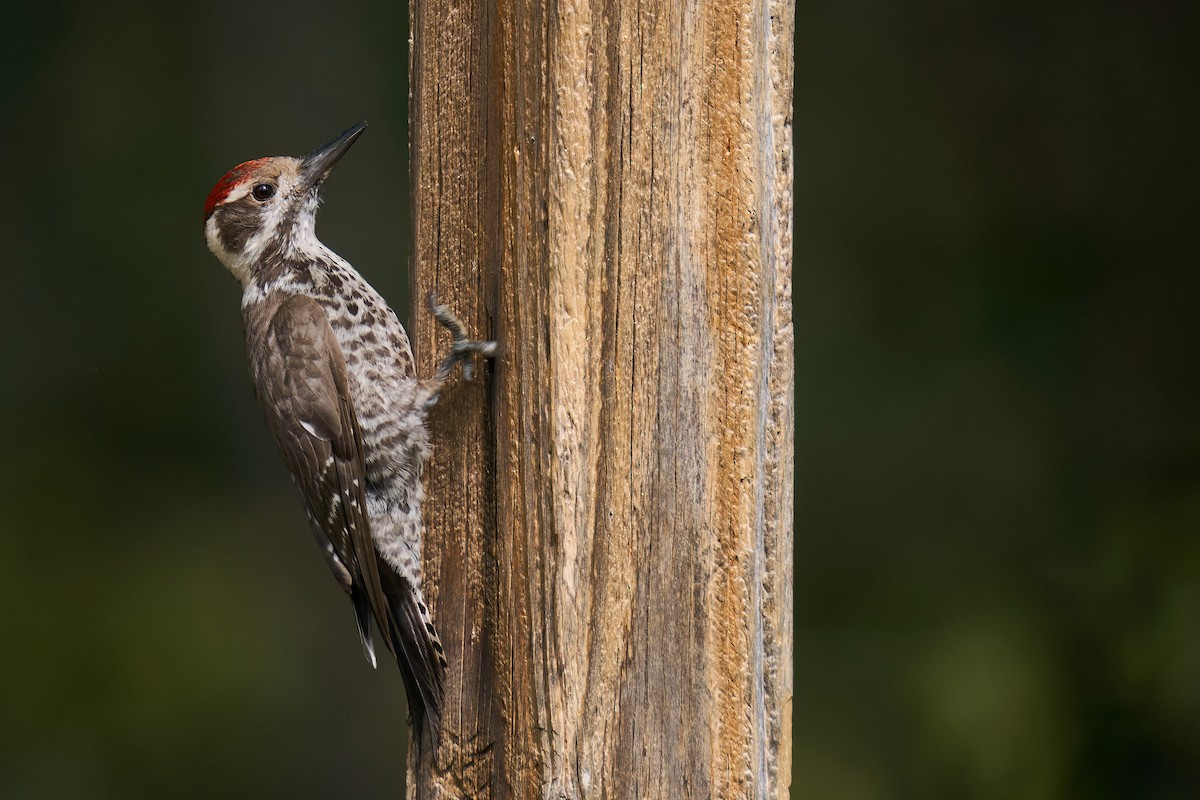 Arizona Woodpecker - Grigory Heaton