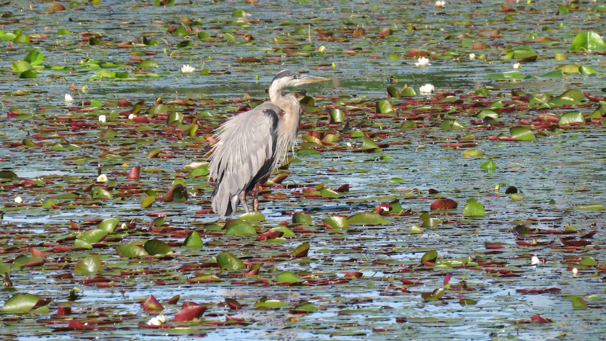 Great Blue Heron - ML470325971