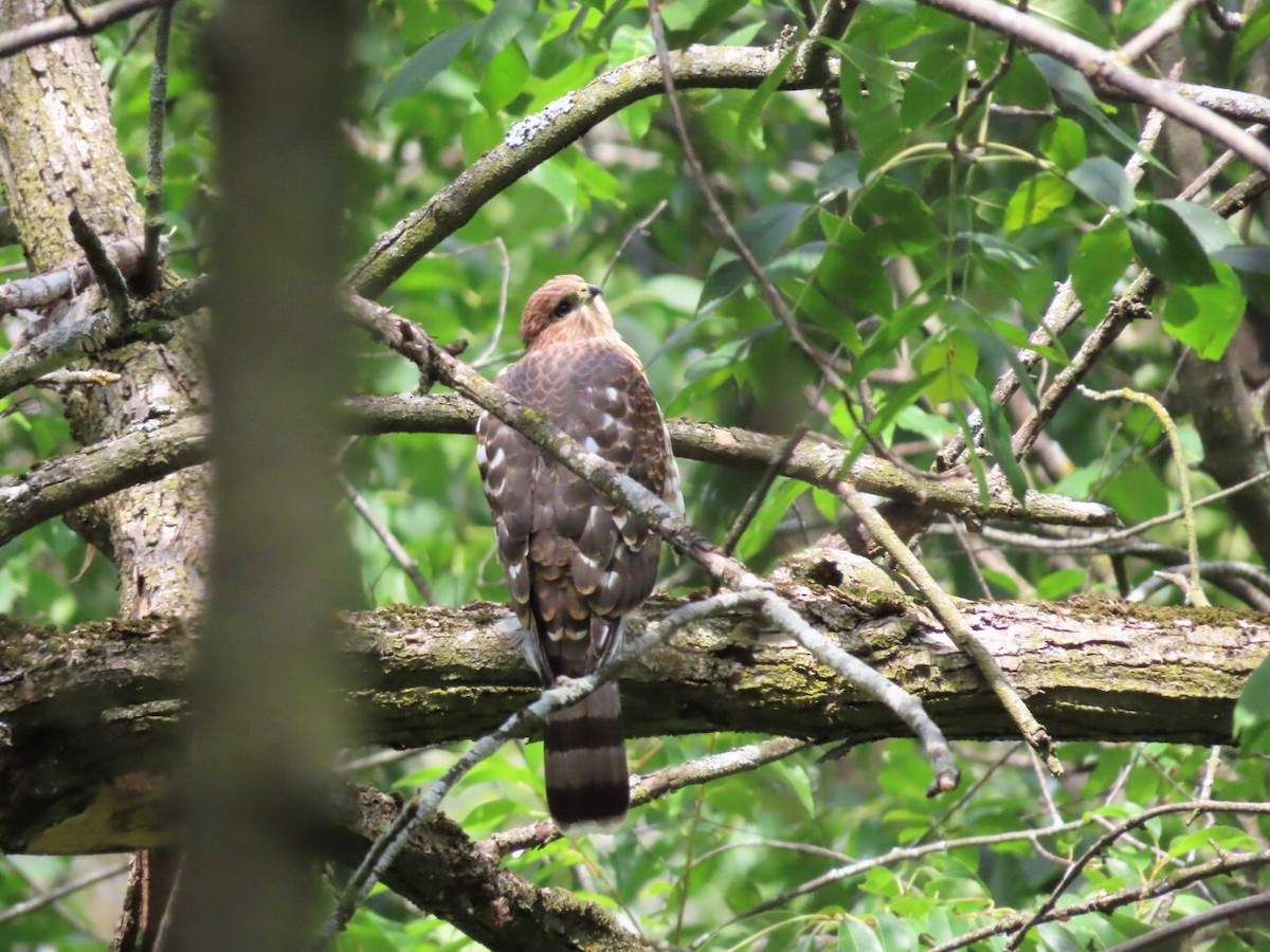 ML470333531 Cooper's Hawk Macaulay Library