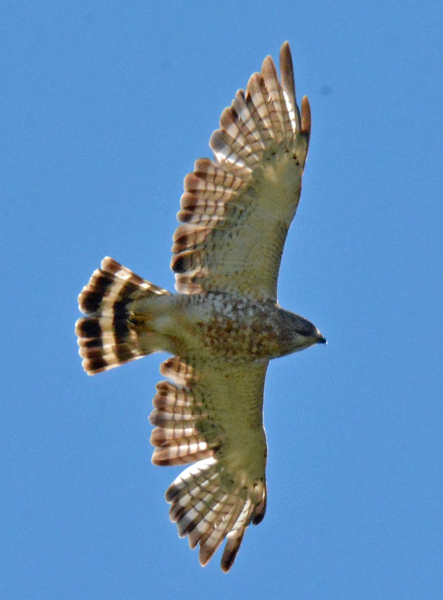 Broad-winged Hawk - ML470333721