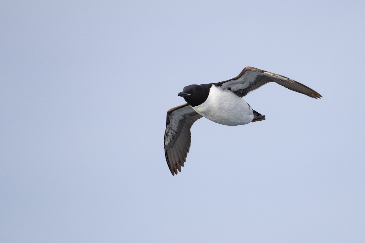 Thick-billed Murre - ML470335691