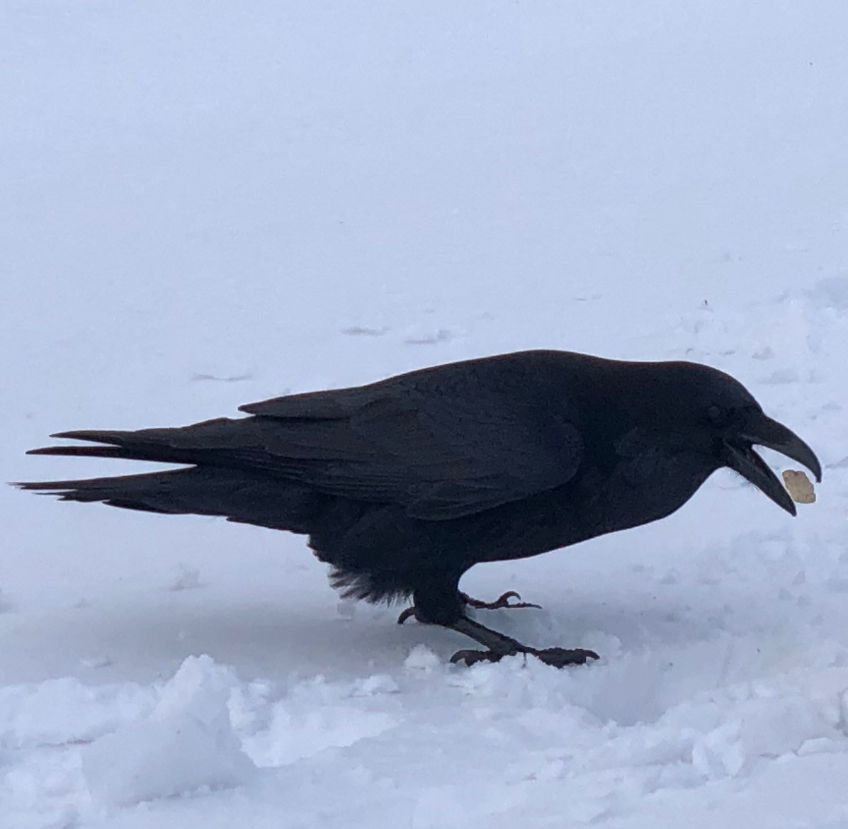 Common Raven - ML470343601
