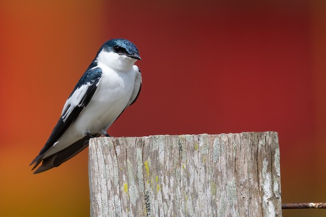 Blue-and-white Swallow - eBird