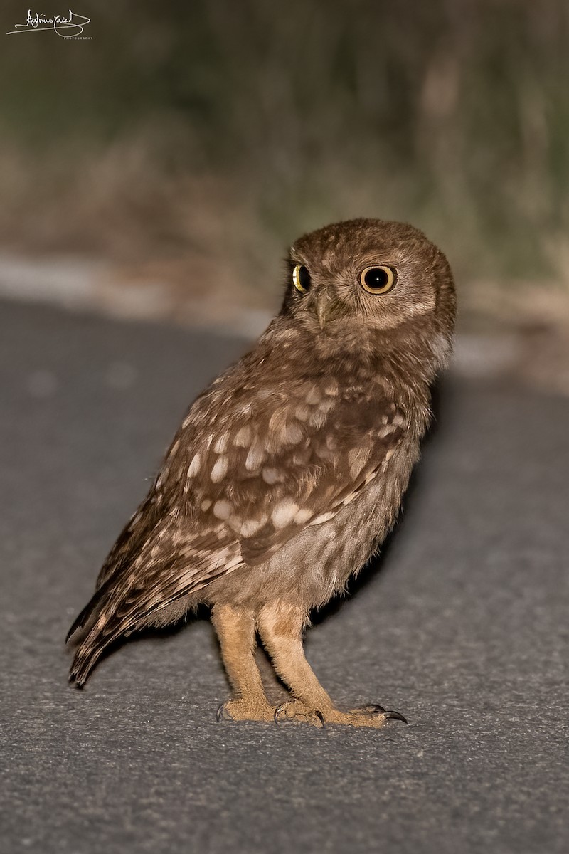 Little Owl - ML470345921