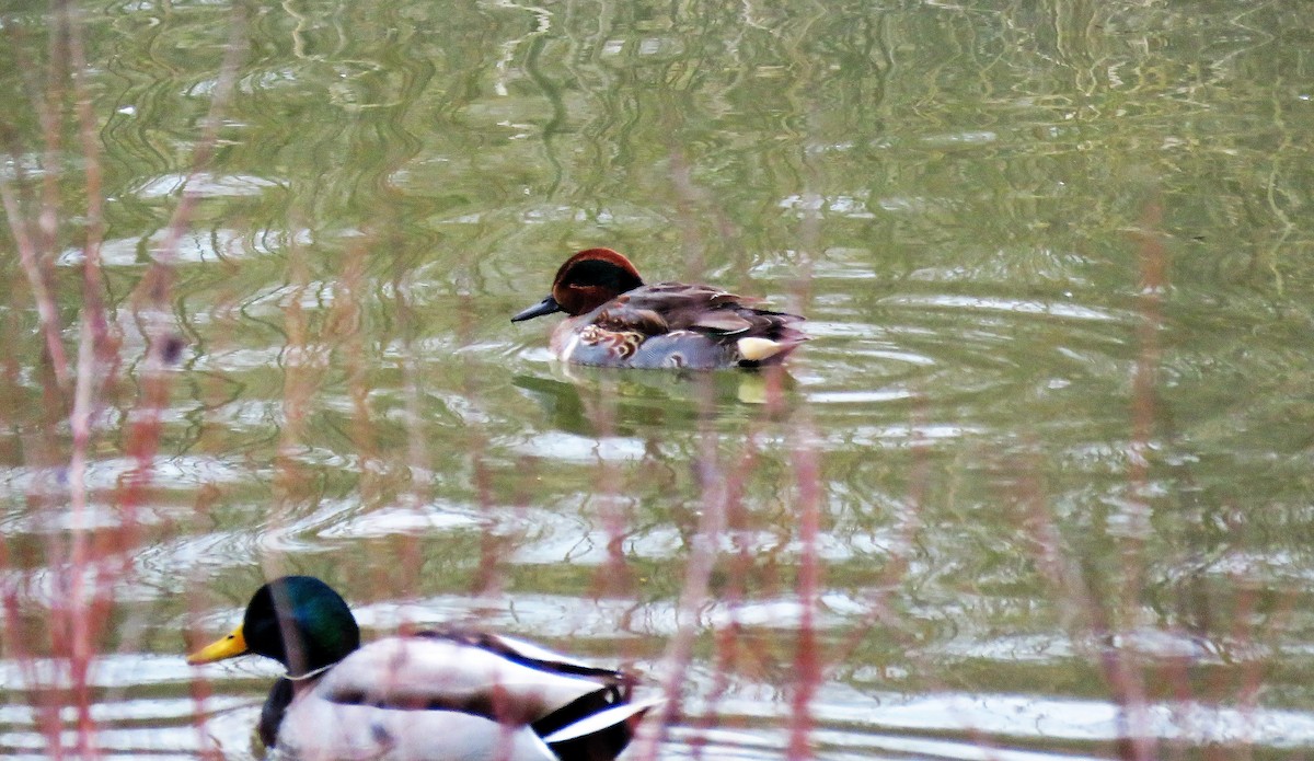 Green-winged Teal - ML47035571