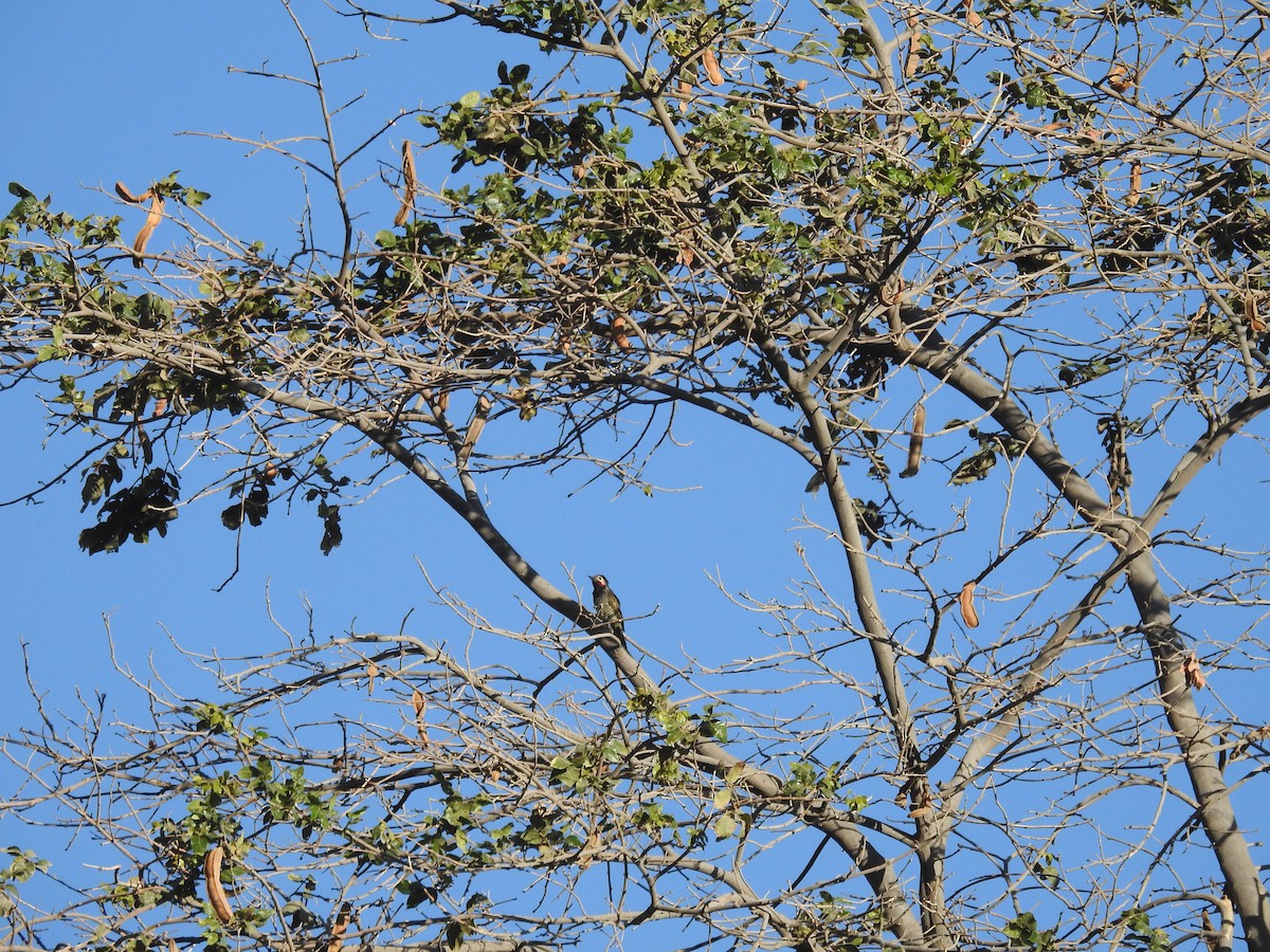 Black-necked Woodpecker - David  Samata Flores