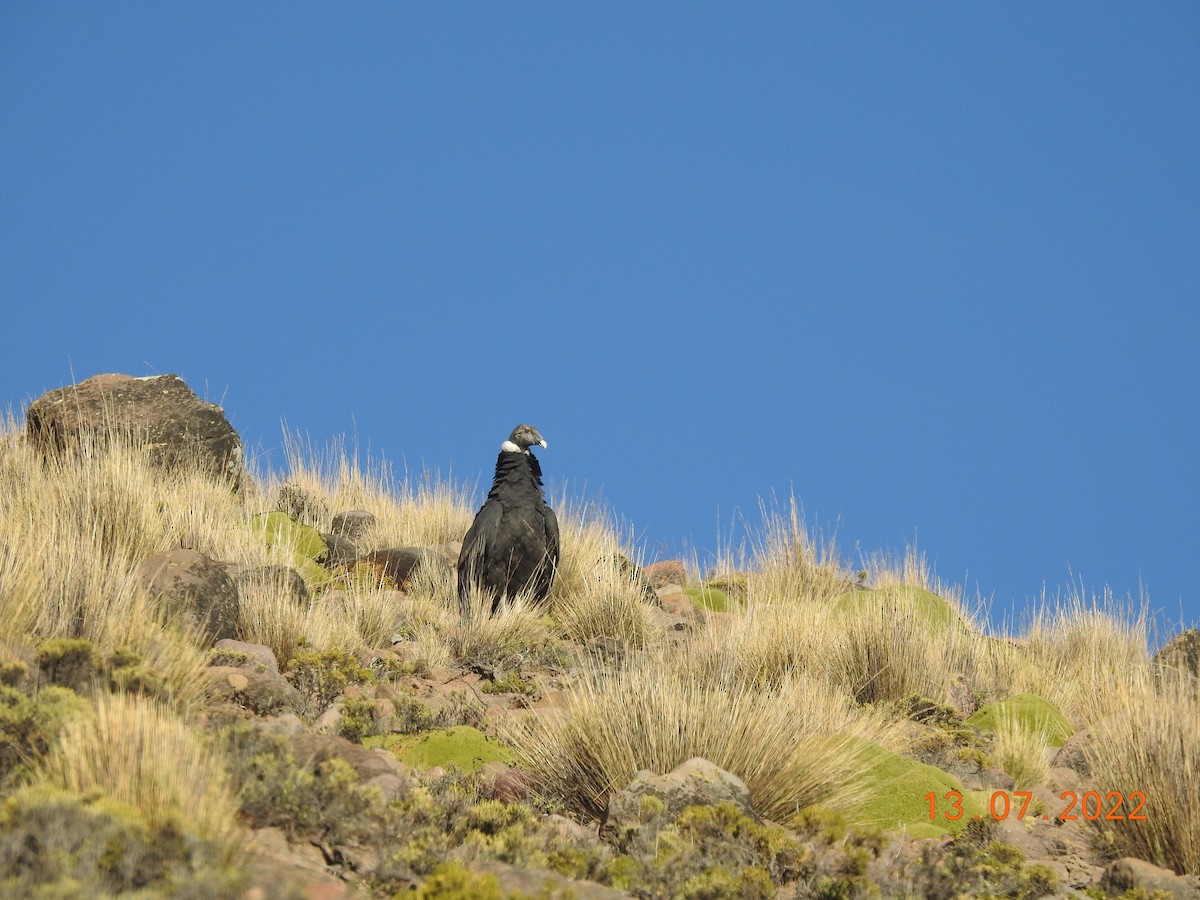 Andean Condor - David  Samata Flores