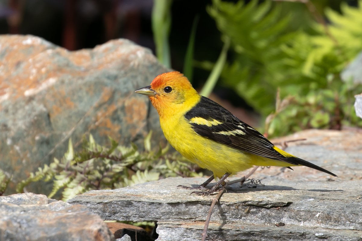 Western Tanager - Aaron Roberge