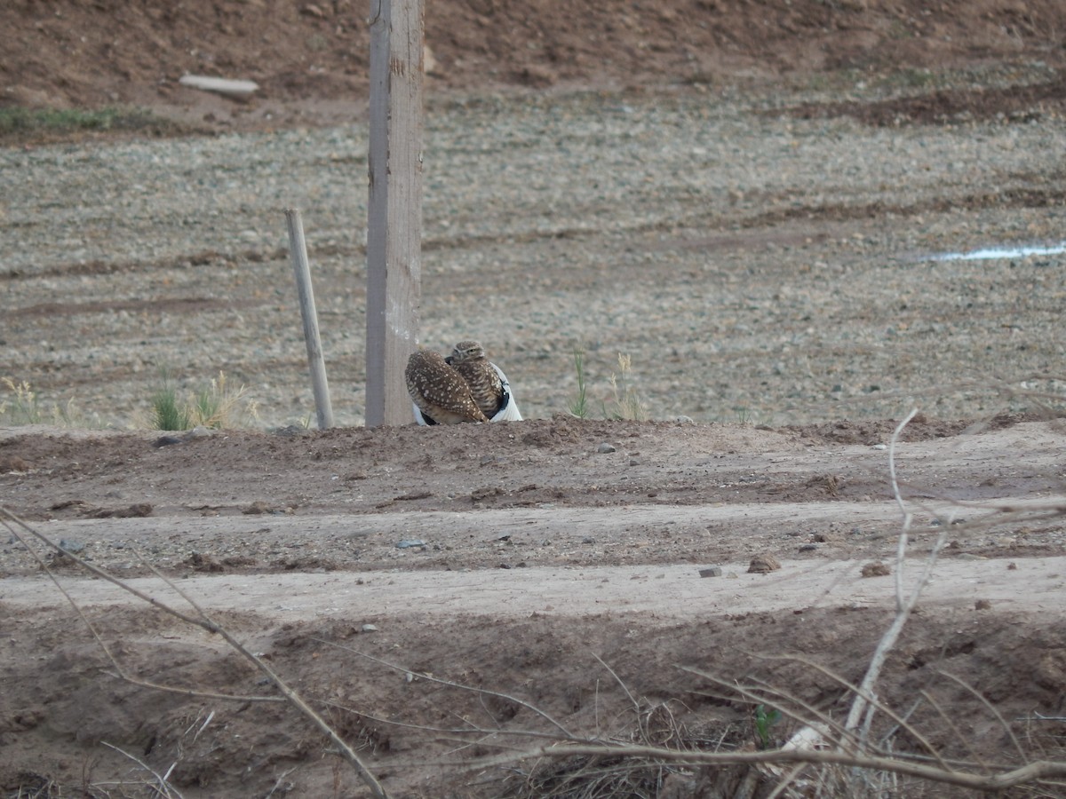 Burrowing Owl - ML47036441