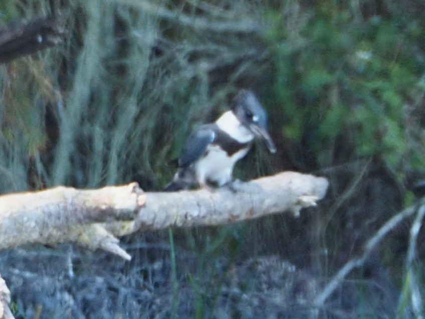Belted Kingfisher - ML470365421