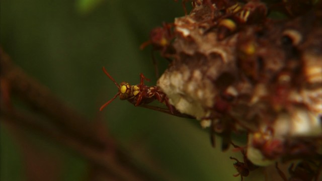 Ants, Wasps and Bees - ML470370