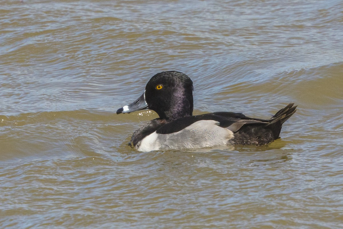 Ring-necked Duck - Peter Stahl