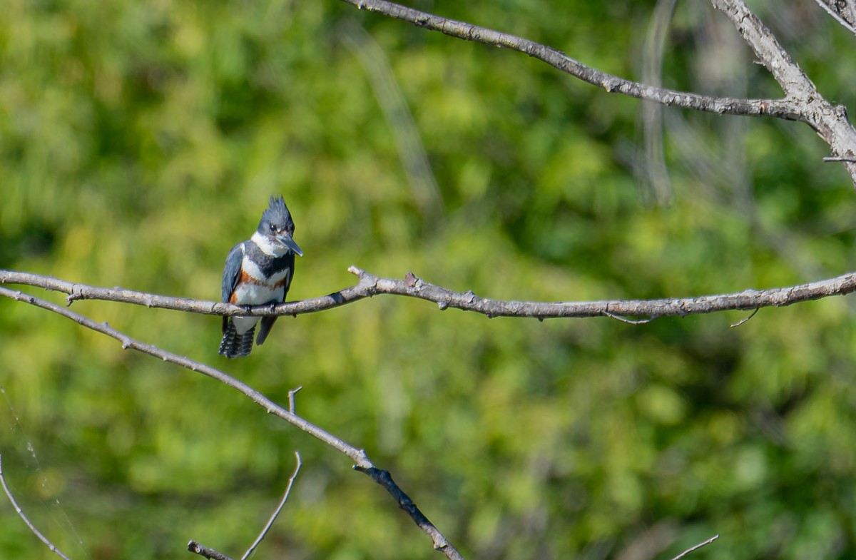 Belted Kingfisher - ML470372661