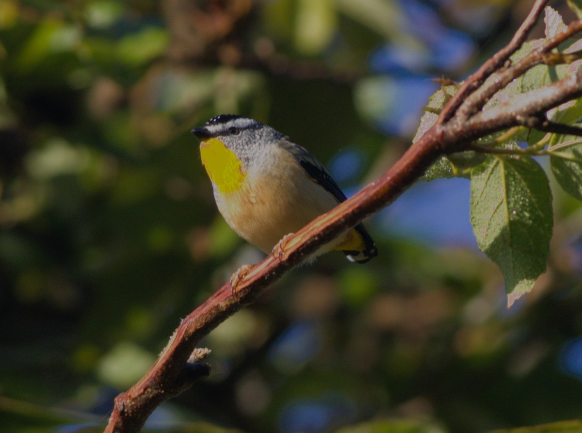 Spotted Pardalote - ML470372971