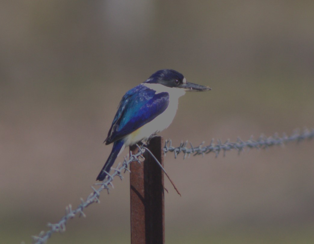 Forest Kingfisher - ML470373091