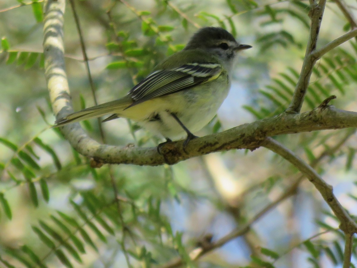 Sclater's Tyrannulet - Troy Corman