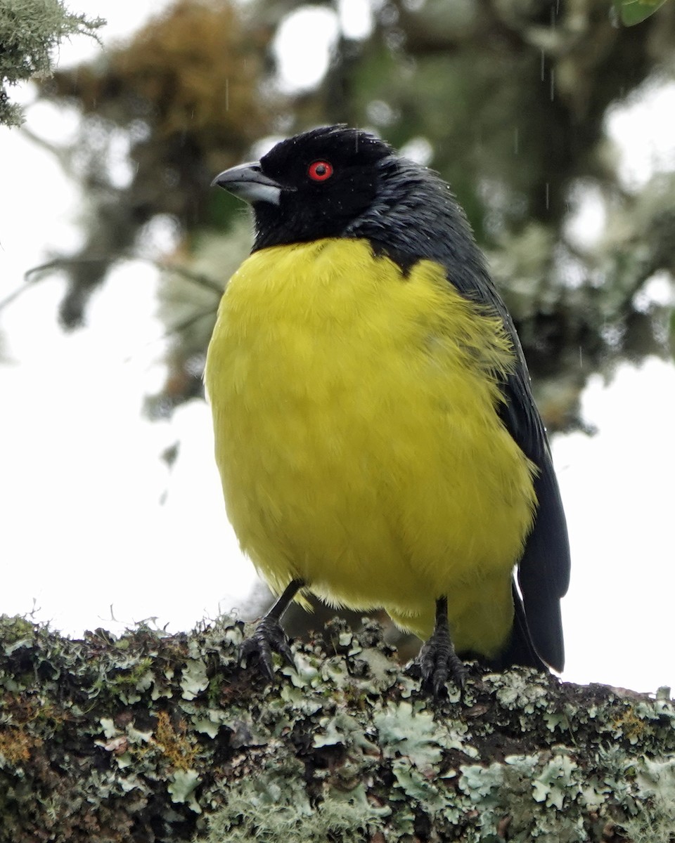Hooded Mountain Tanager - Don Marsh