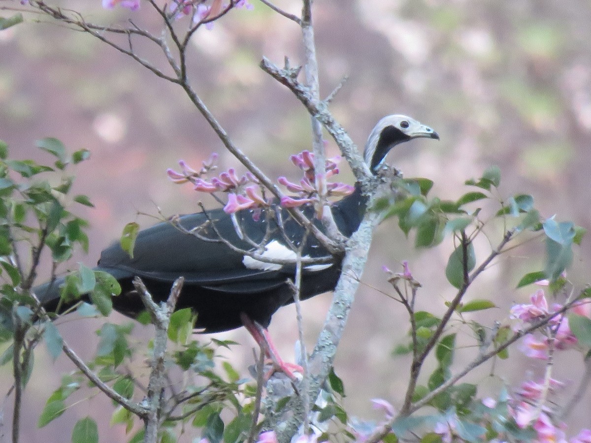 White-throated Piping-Guan - ML470380551