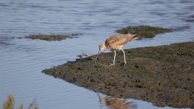 Long-billed Curlew - ML470380941