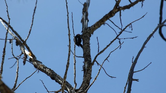 White-headed Woodpecker - ML470381581