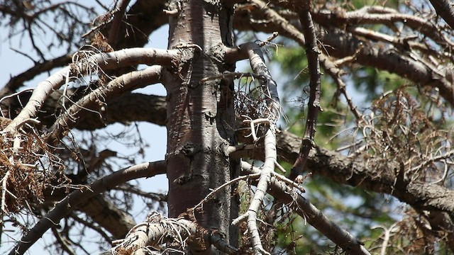White-headed Woodpecker - ML470384271