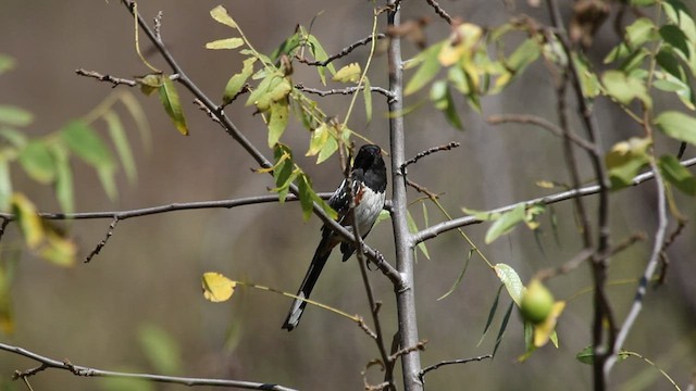 Spotted Towhee - ML470386701