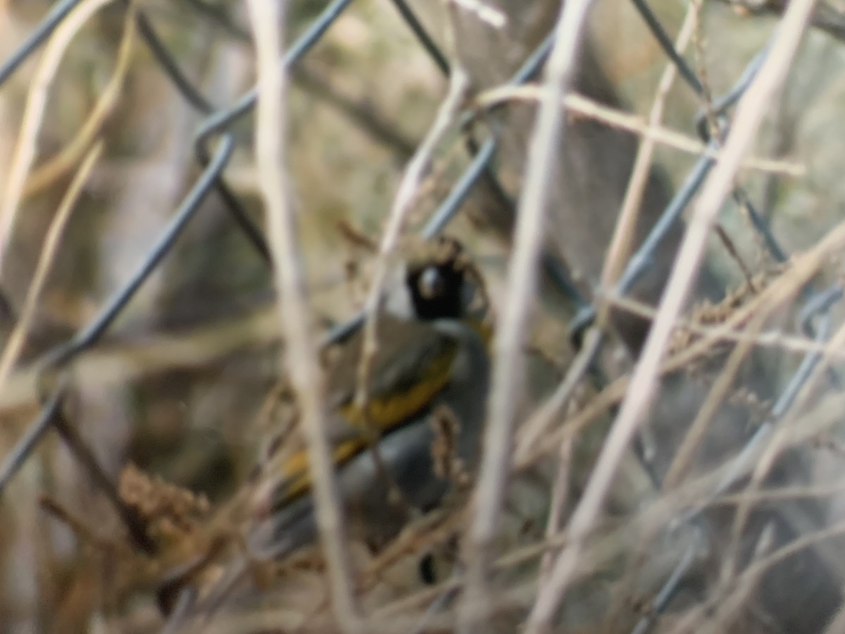 Lawrence's Goldfinch - ML470387321