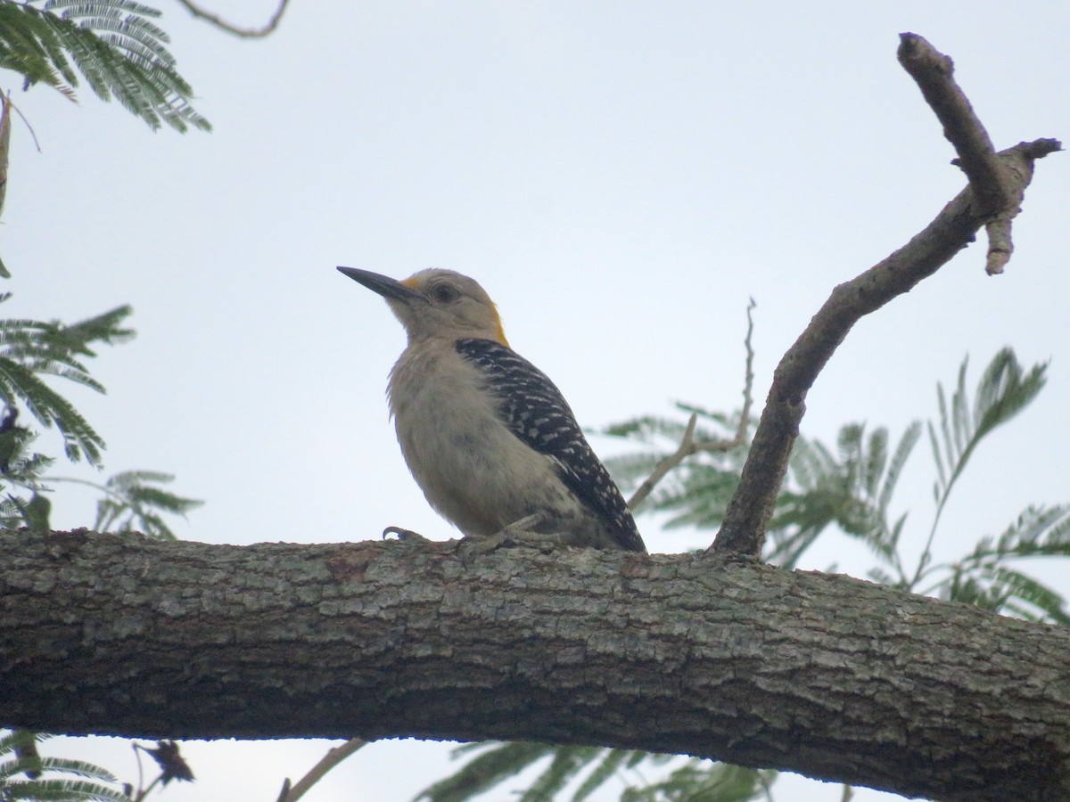 Golden-fronted Woodpecker - ML470392521