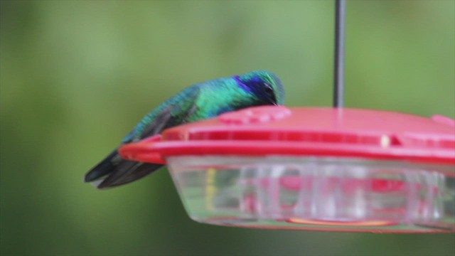 kolibřík zelený - ML470393911
