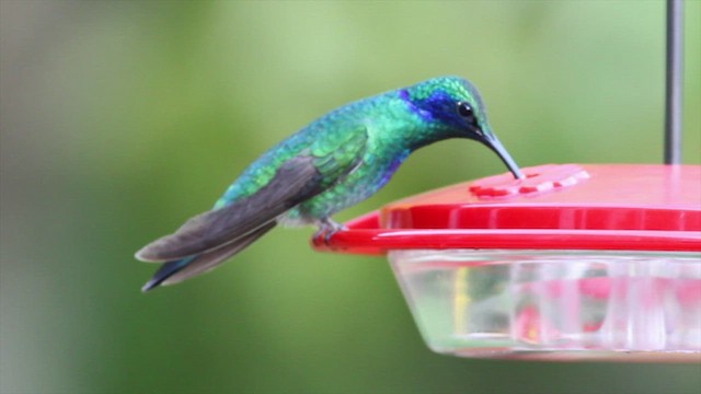 kolibřík zelený - ML470393921