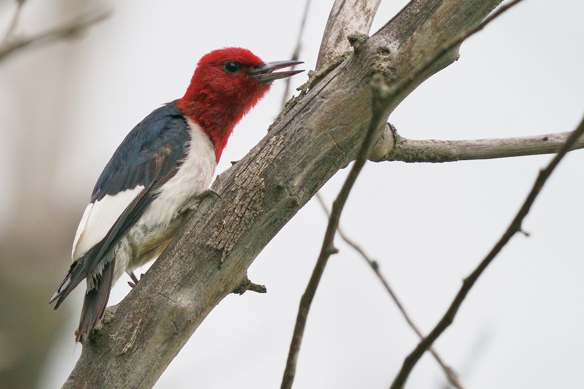 Red-headed Woodpecker - ML470395301