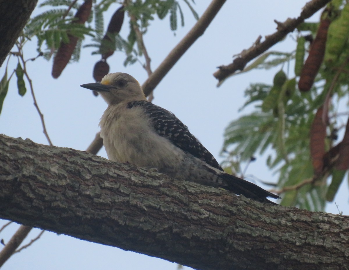 Golden-fronted Woodpecker - ML470397101
