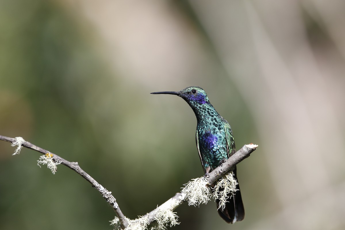 kolibřík modrolící - ML470399661