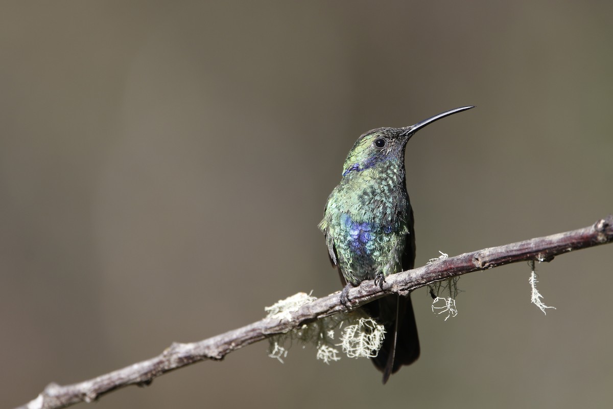 kolibřík modrolící - ML470399671