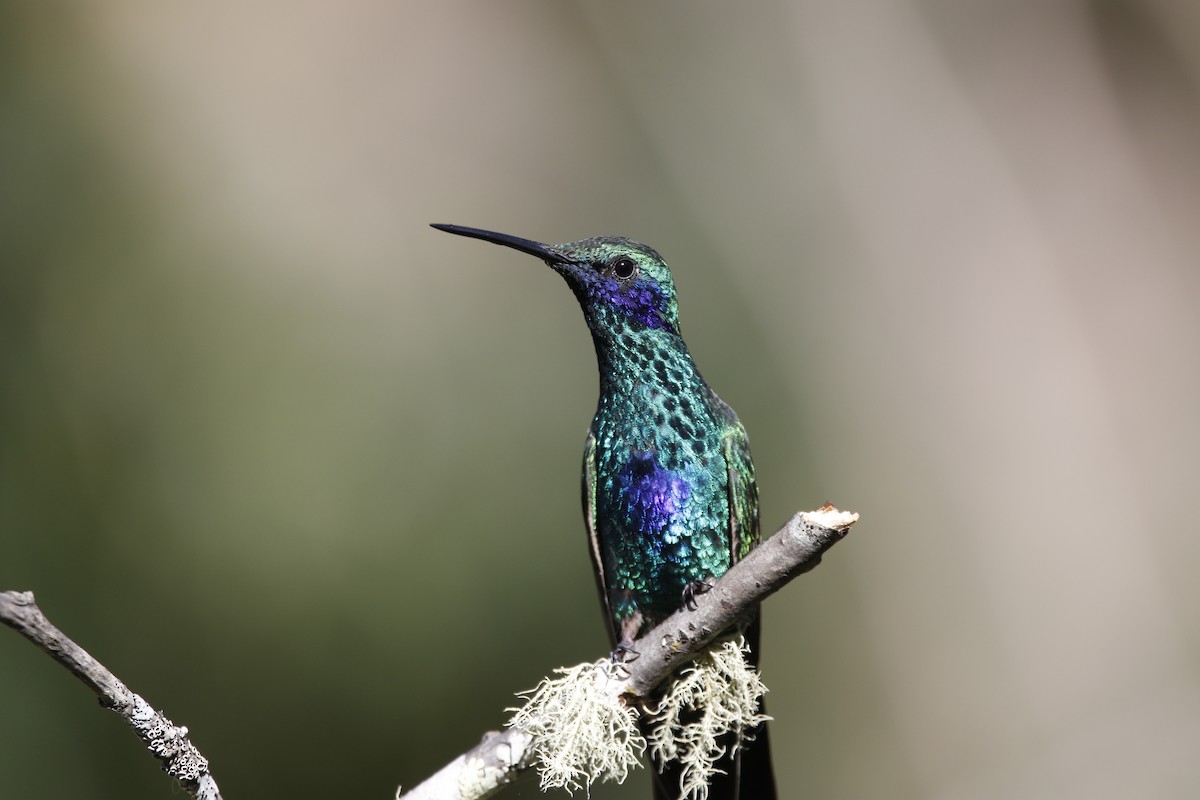 kolibřík modrolící - ML470399751