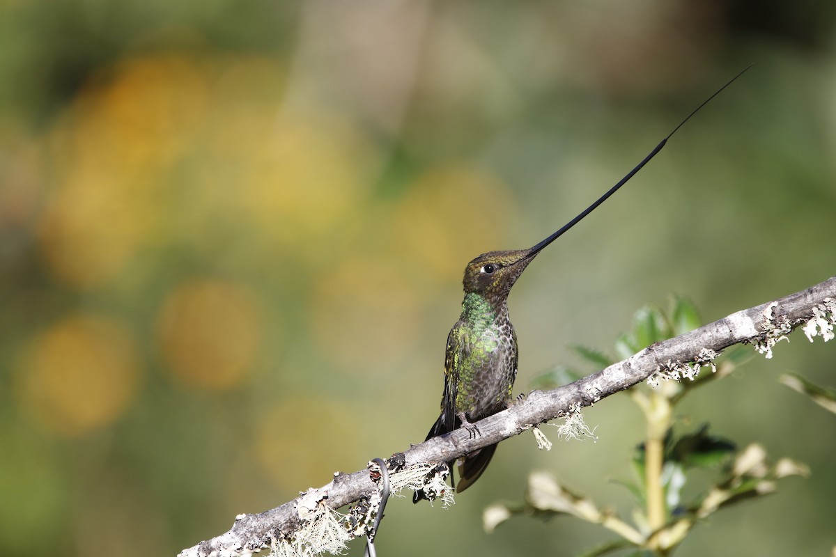 Sword-billed Hummingbird - Chawin Asavasaetakul