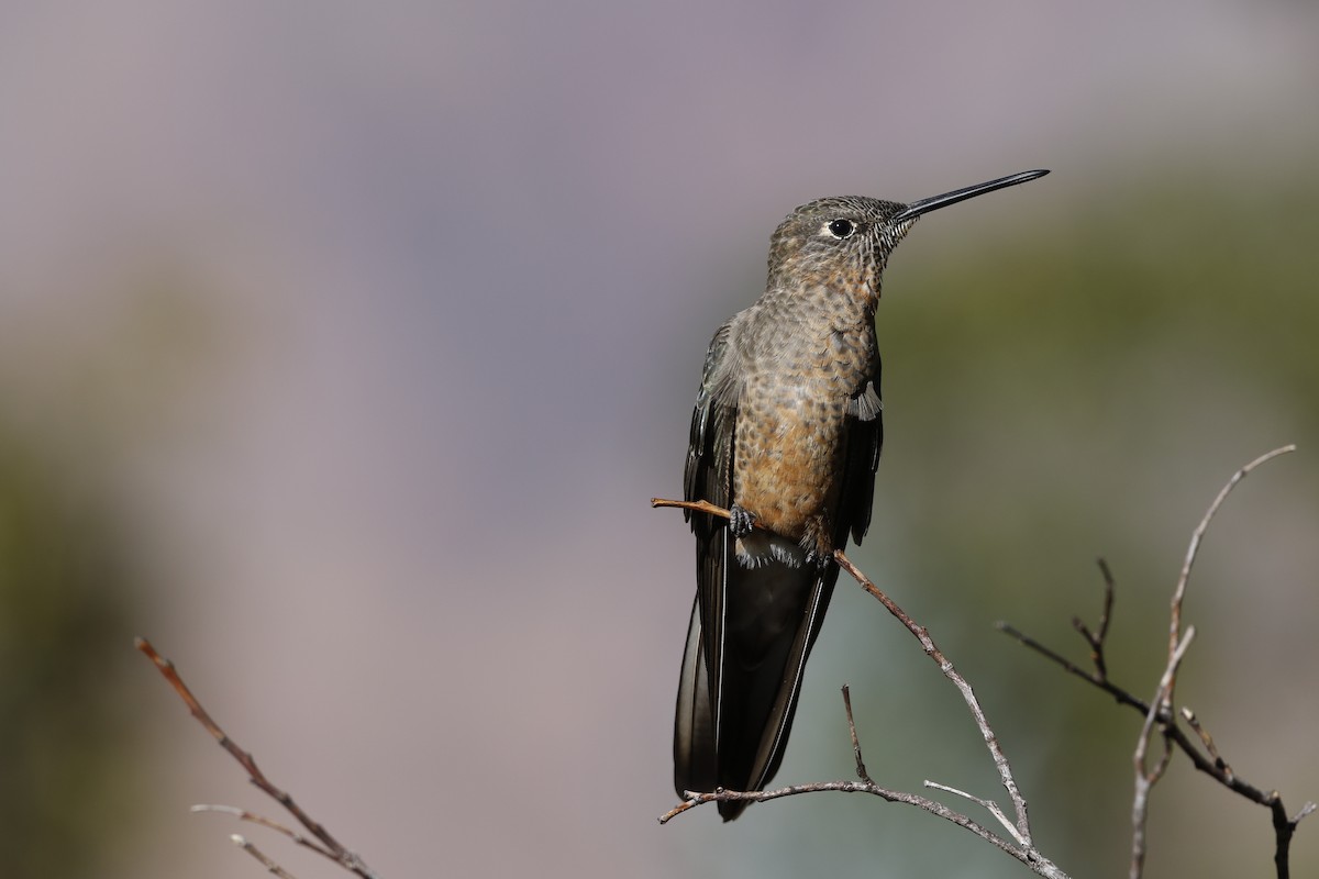 kolibřík velký - ML470400241