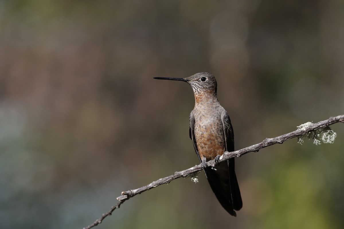 Giant Hummingbird - Chawin Asavasaetakul