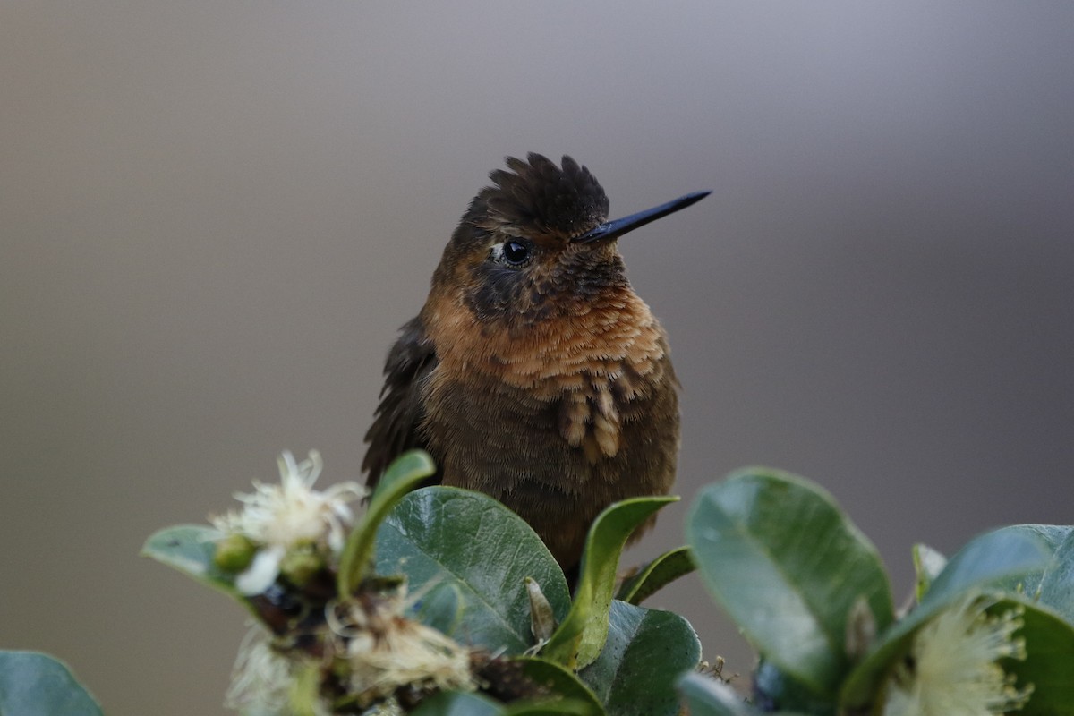 kolibřík duhovohřbetý - ML470400411