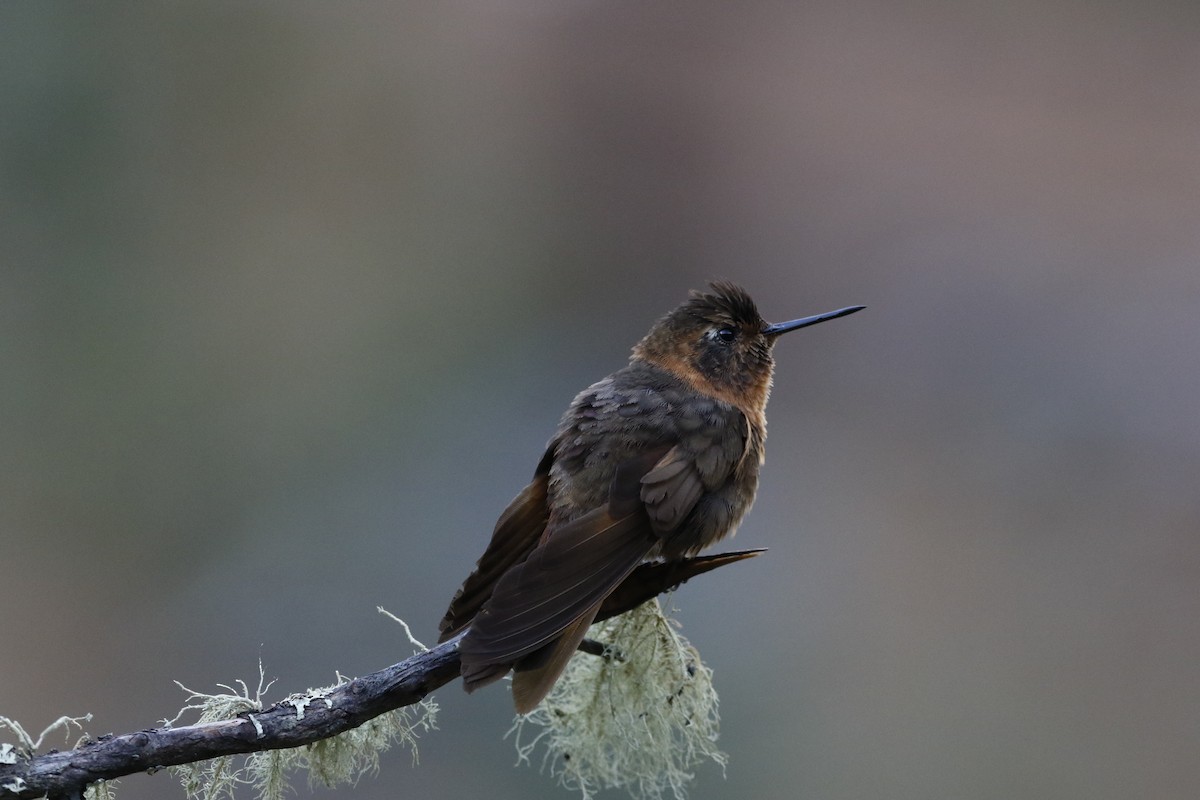 kolibřík duhovohřbetý - ML470400421