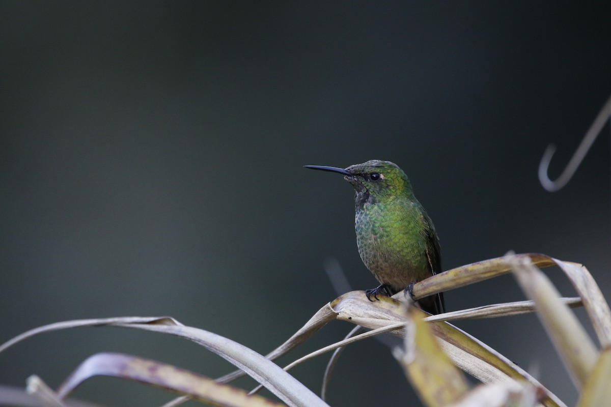kolibřík dřišťálový - ML470400701