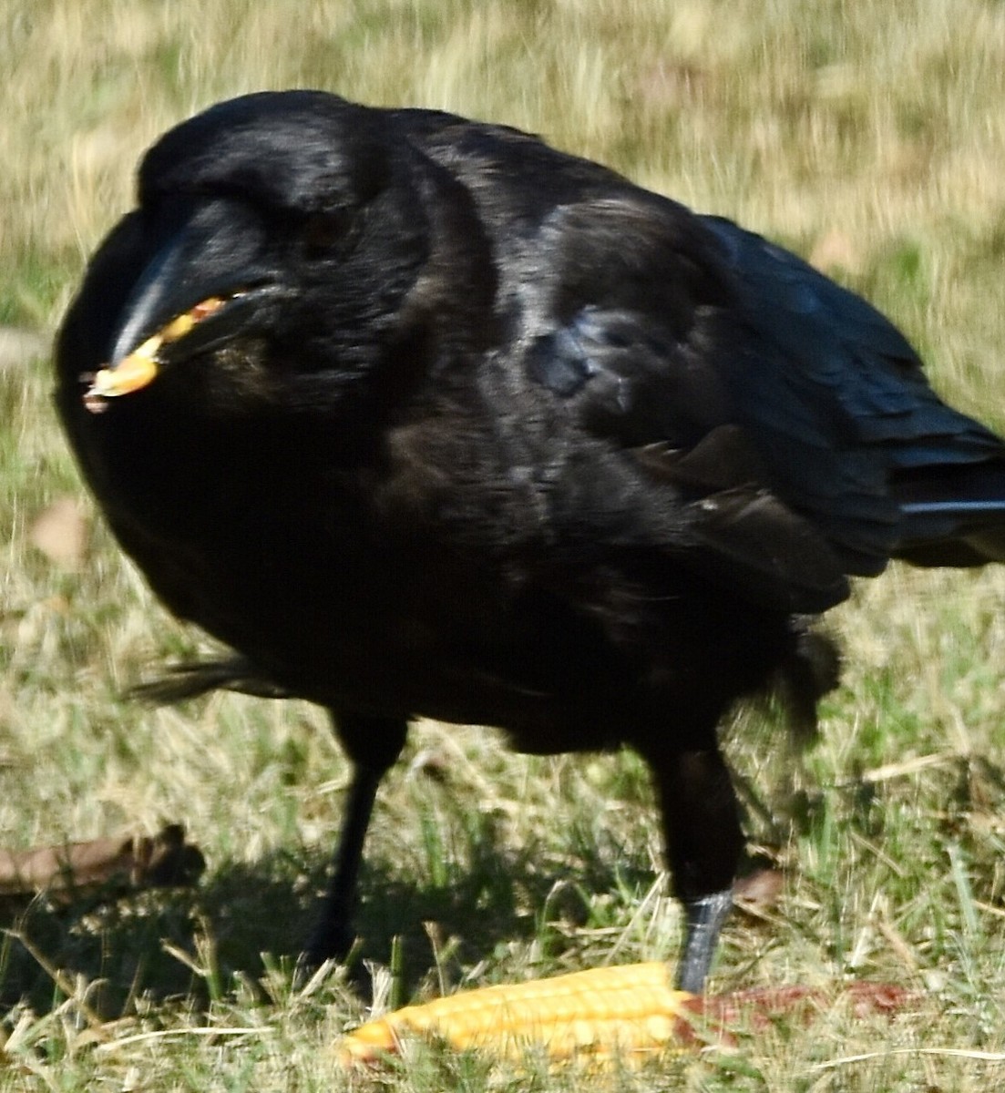 American Crow - ML470403401